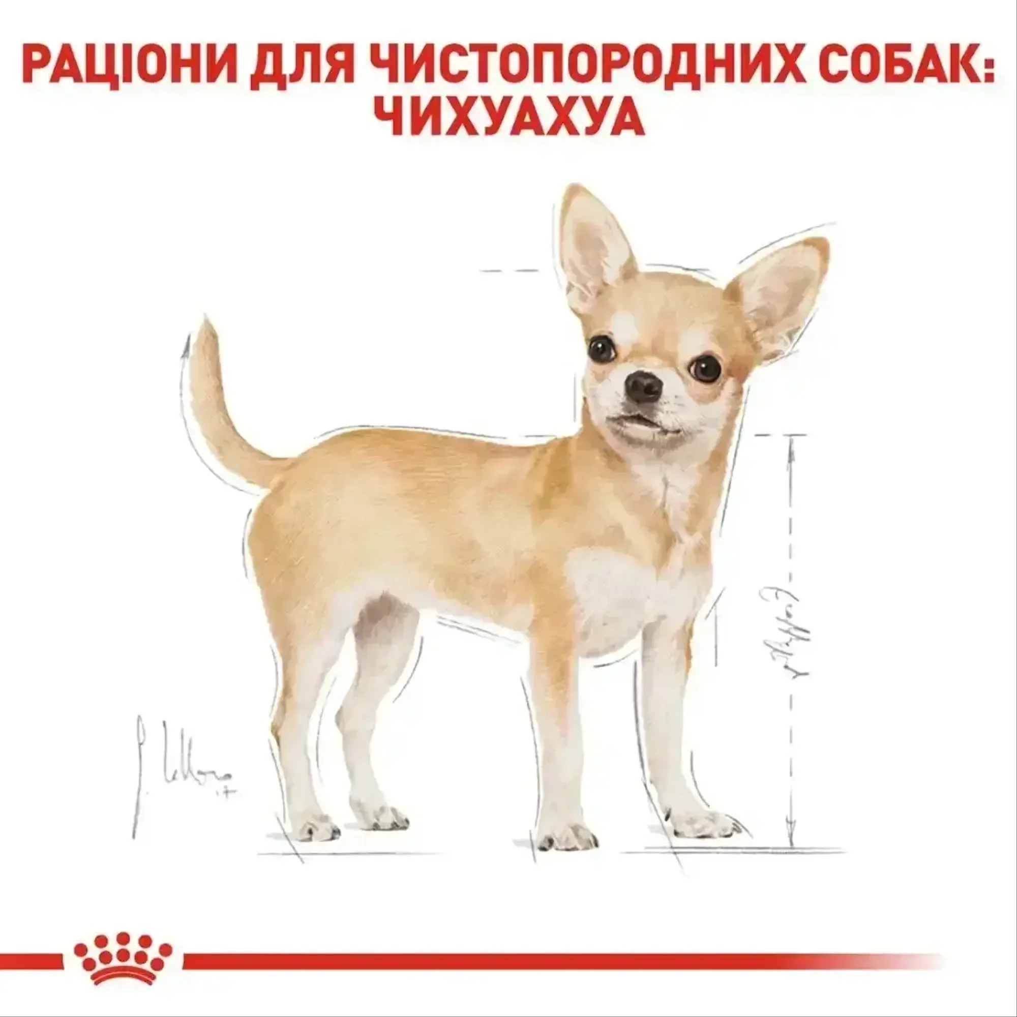Сухий корм для собак Royal Canin Chihuahua Adult 1,5 кг