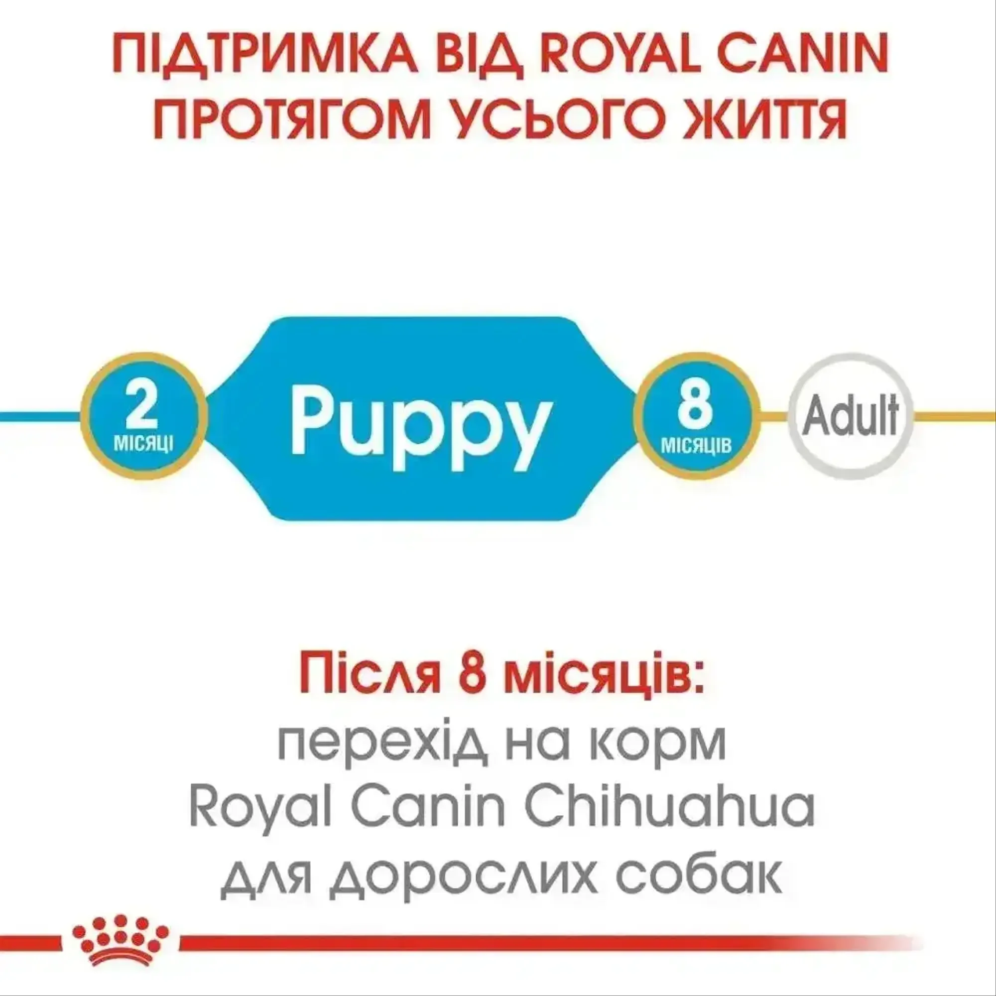 Сухий корм для цуценят Royal Canin Chihuahua Puppy 1,5 кг