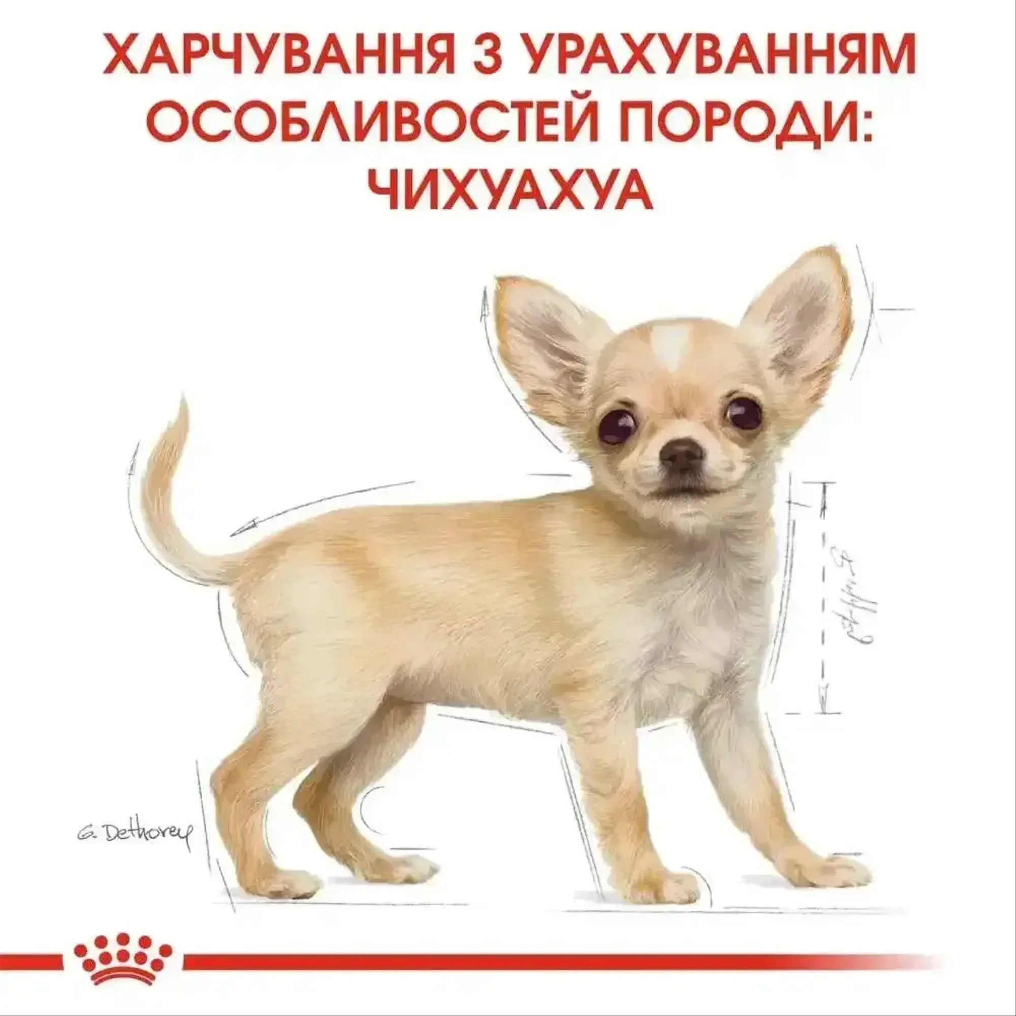 Сухий корм для цуценят Royal Canin Chihuahua Puppy 1,5 кг