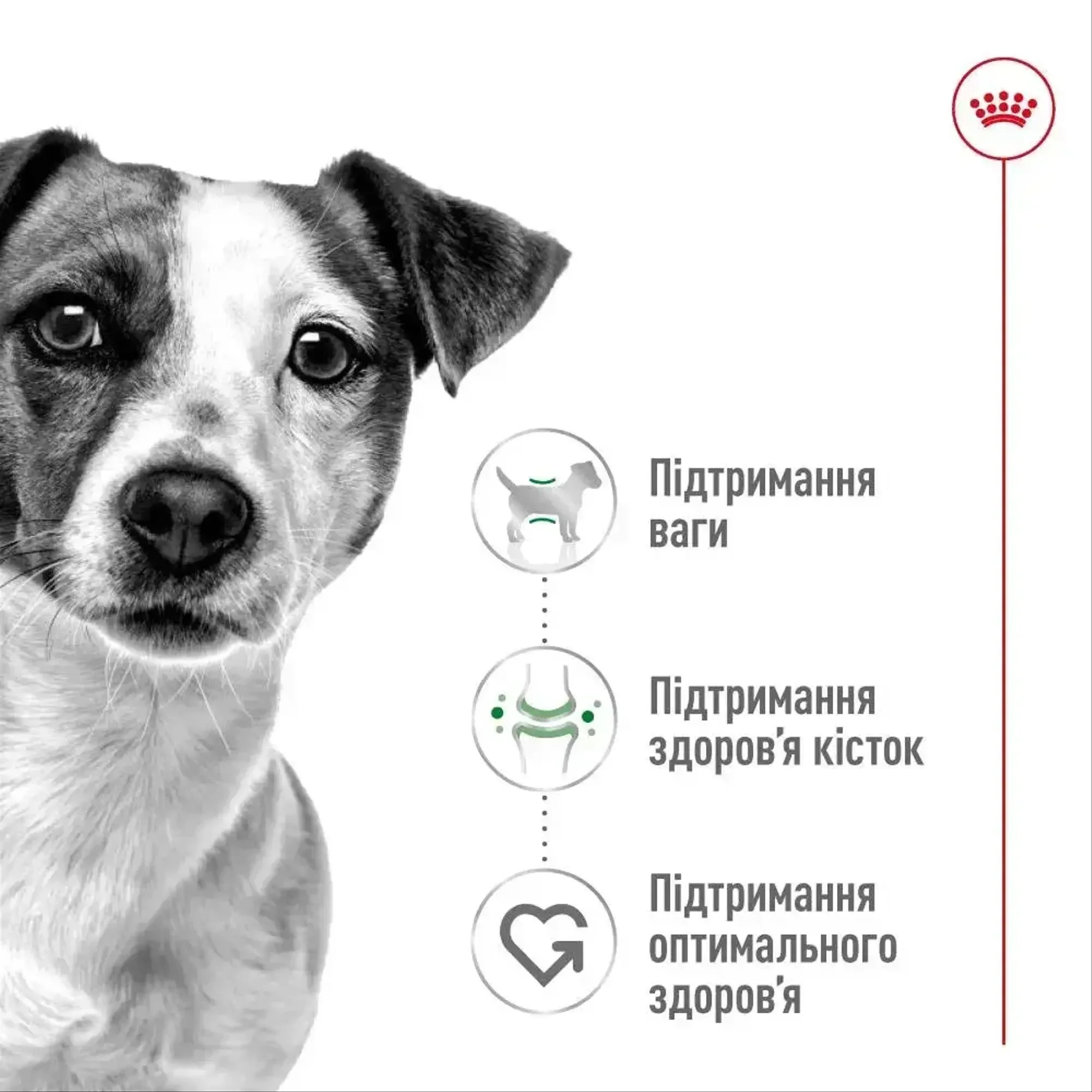 Сухий корм длясобак Royal Canin Adult Mini 2 кг
