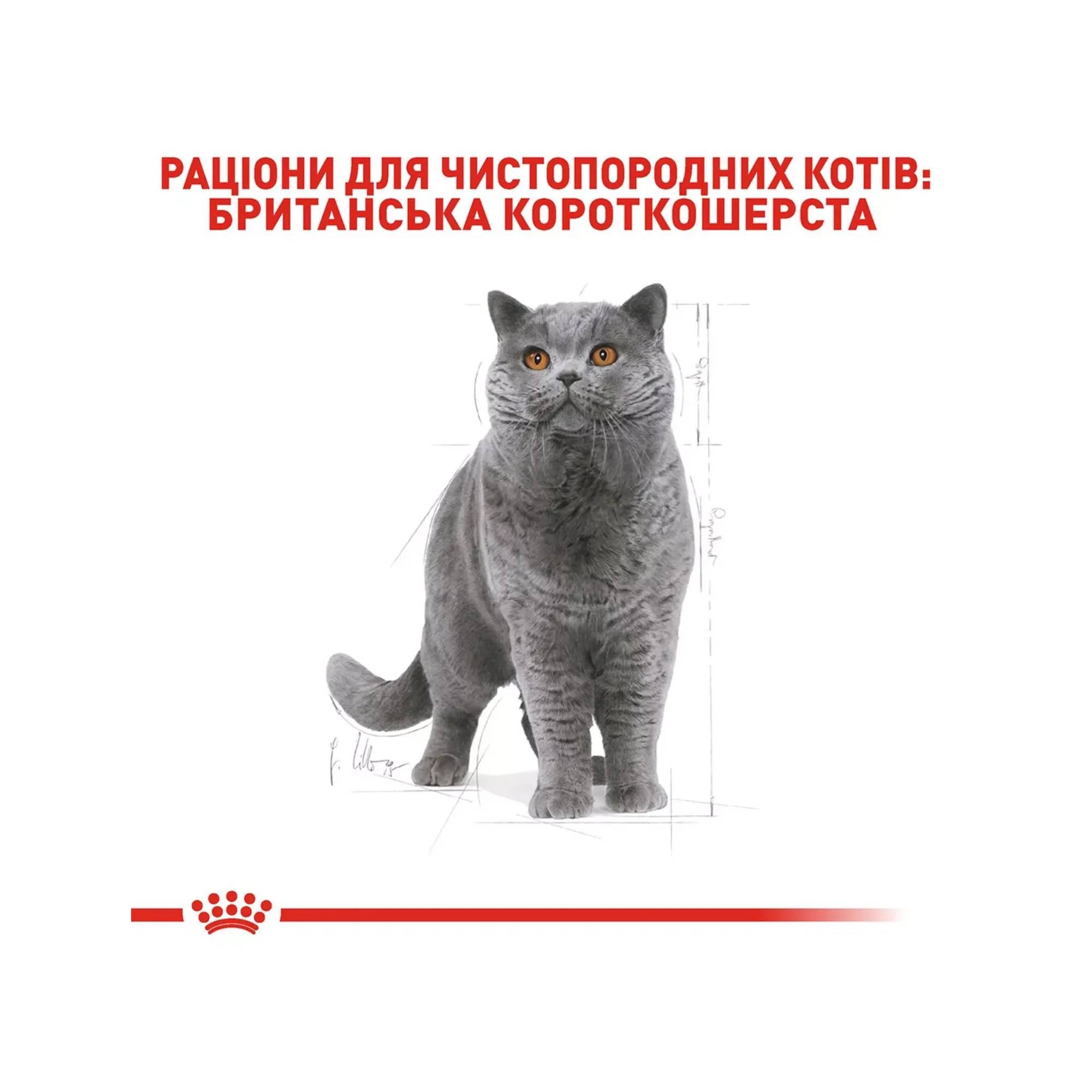 Сухий корм для котів породи британська короткошерста Royal Canin British Shorthair, 10 кг