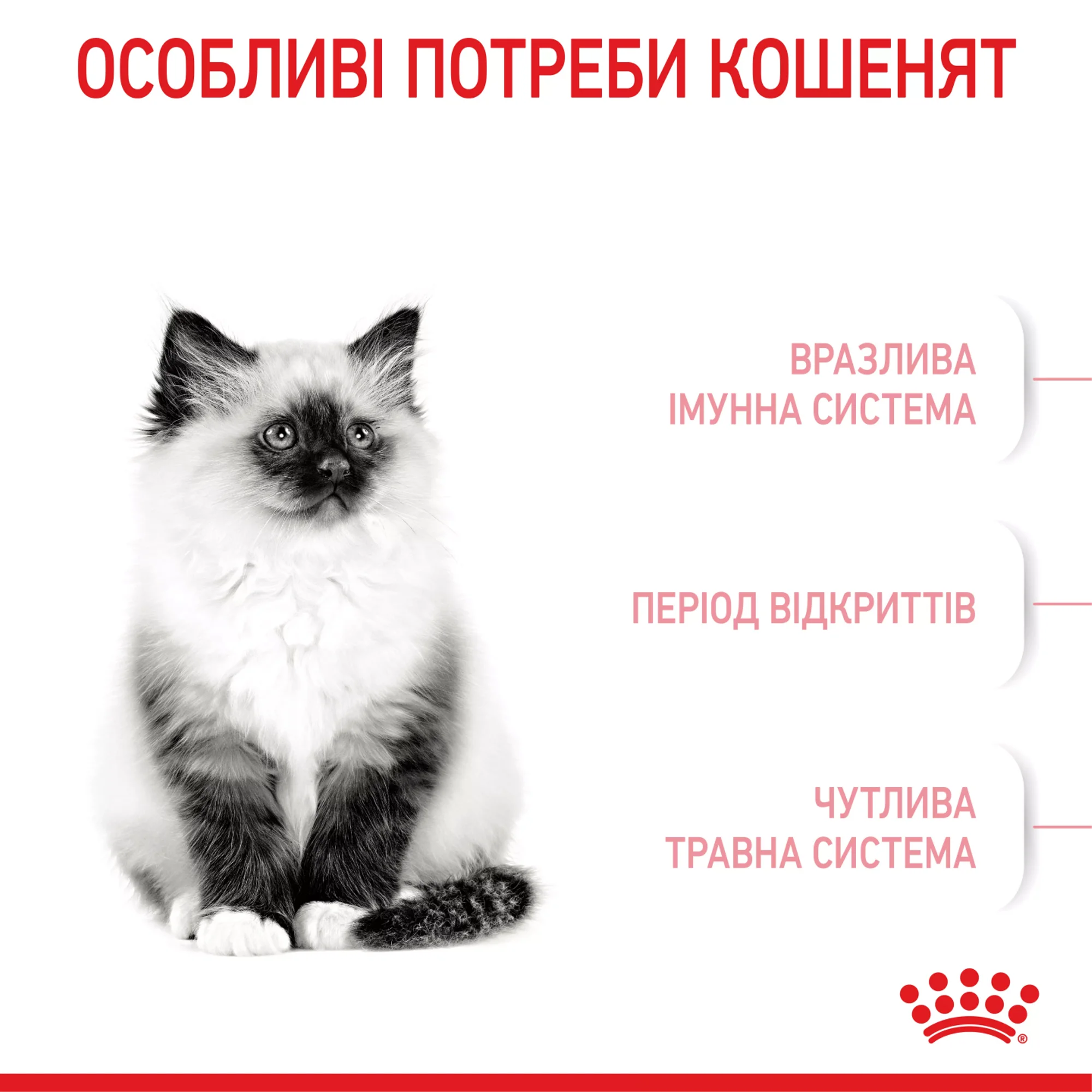 KITTEN, 10кг